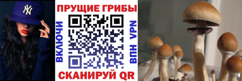 Псилоцибиновые грибы Psilocybine cubensis Буй